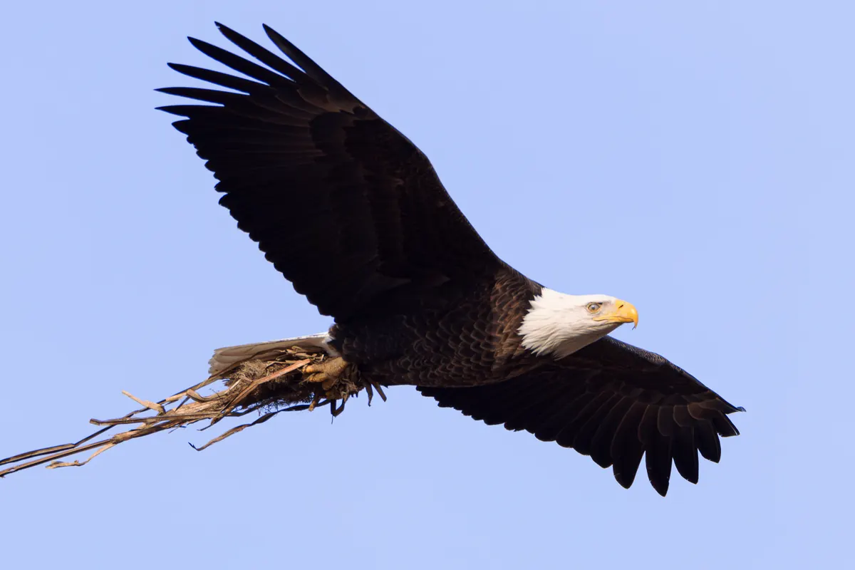 An adult bald eagle with white head and tail flying against a blue sky, carrying a bundle of dry stalks in its talons.