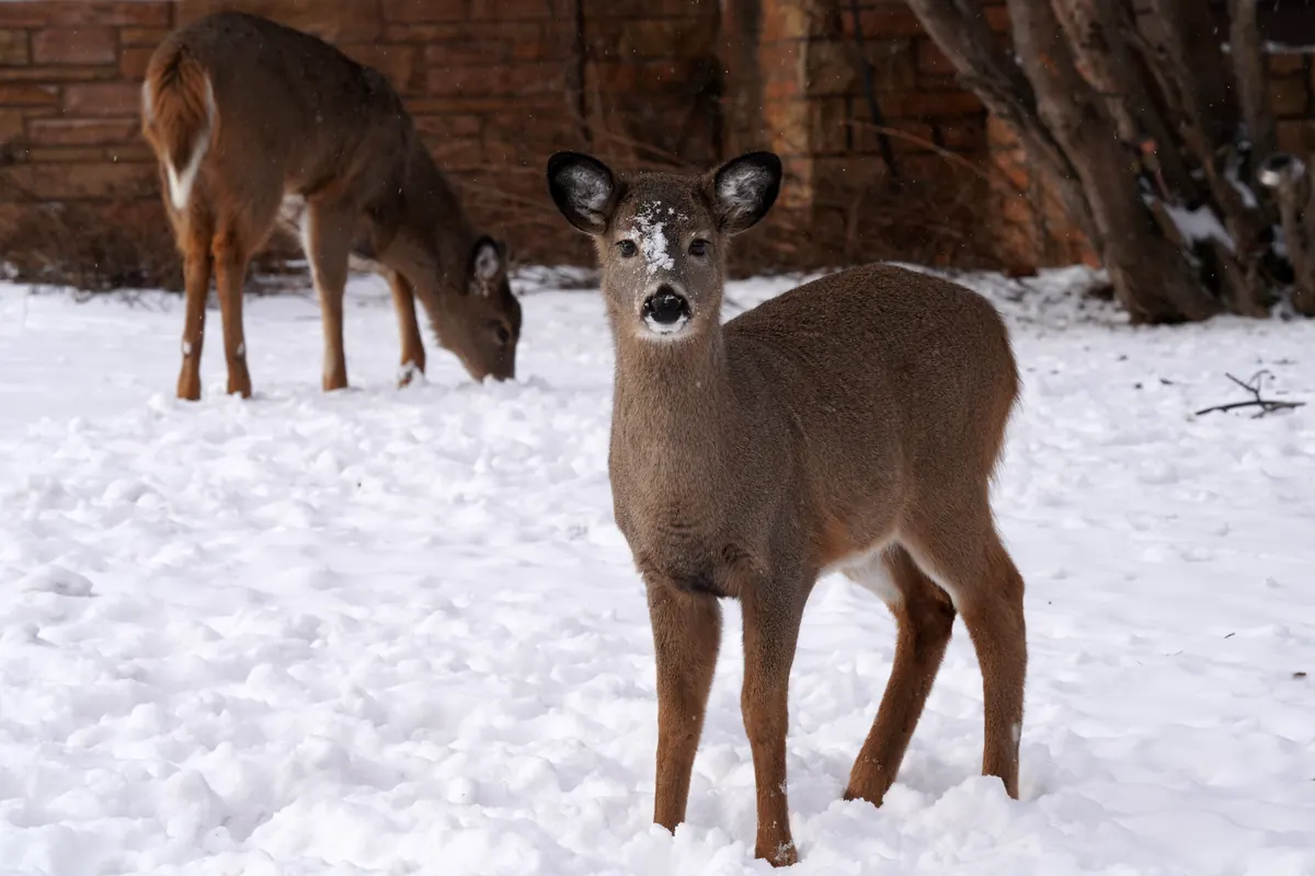 A young white-tailed deer with snow on its face stands in snow facing the camera while another deer feeds behind it.