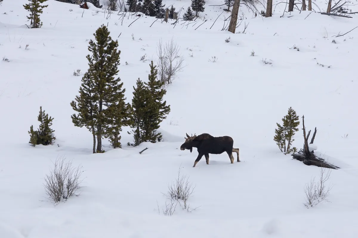 A dark bull moose with small antlers walking across a deep, snowy slope between young conifers and bare shrubs.