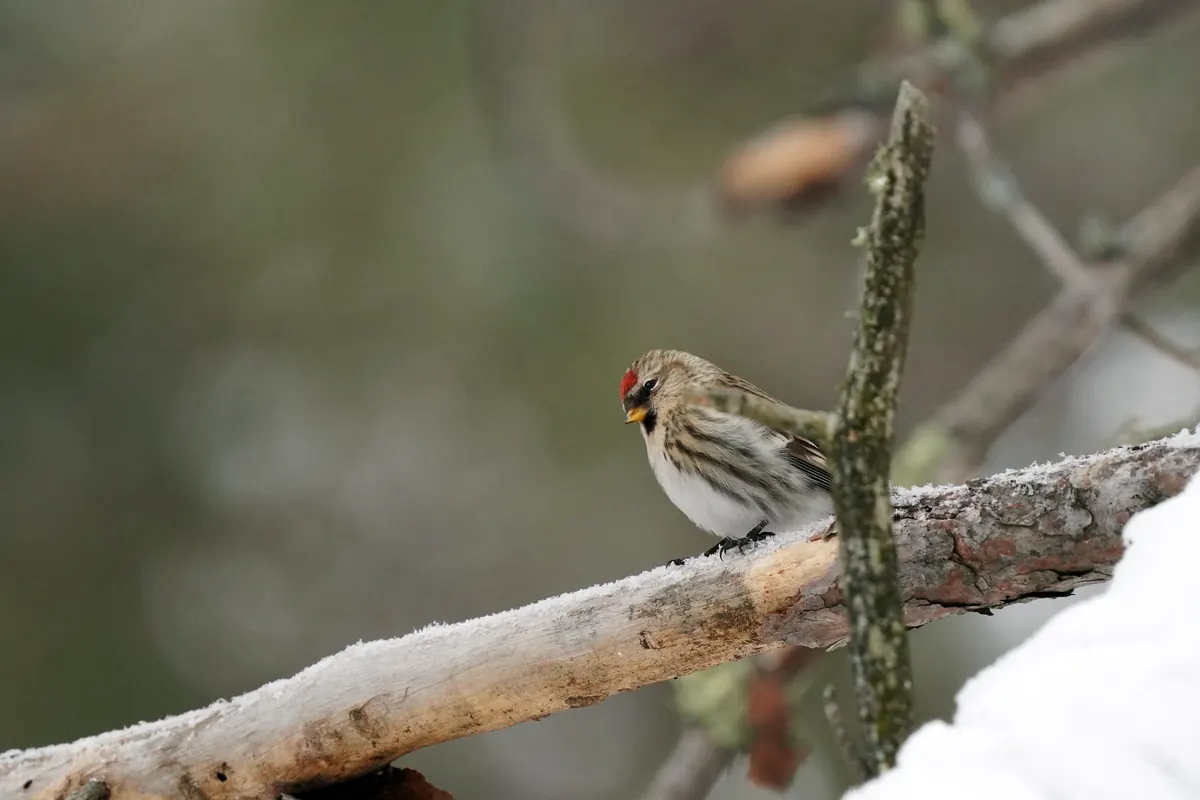 A small streaky finch with a red cap and black chin perched on a snow-covered branch