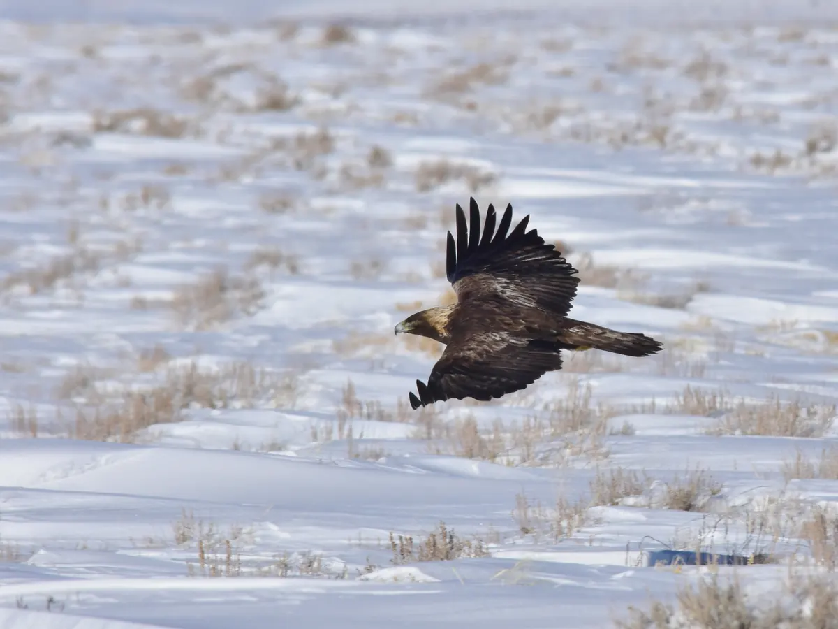 A dark brown eagle with a golden-tinged head flying low over a snow-covered field dotted with dry grass.