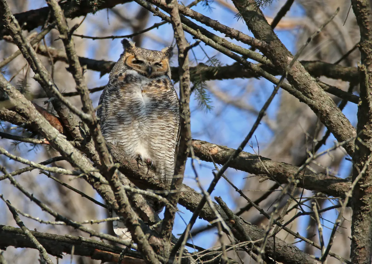 A great horned owl with ear tufts and barred chest perched among bare branches against a blue sky, eyes half closed.