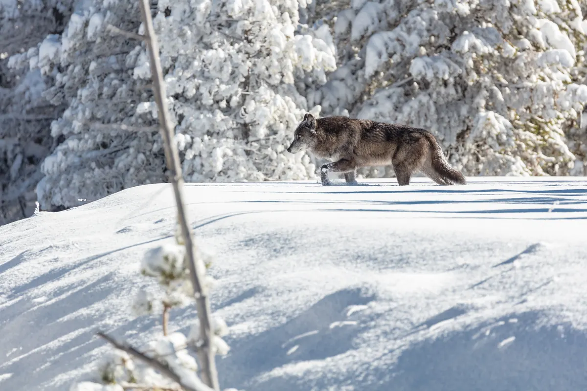 A dark gray wild wolf walking through deep, fresh snow in front of snow-laden evergreens on a bright winter day.