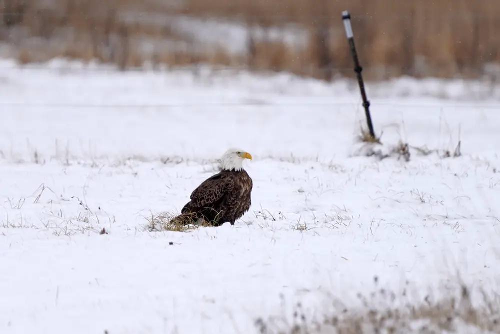 A dark bald eagle with a white head sitting on a snow-covered field with brown grass behind it.