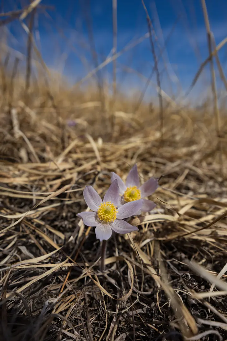 A pale purple pasqueflower with a yellow center blooming low among dead brown grass under a blue sky.