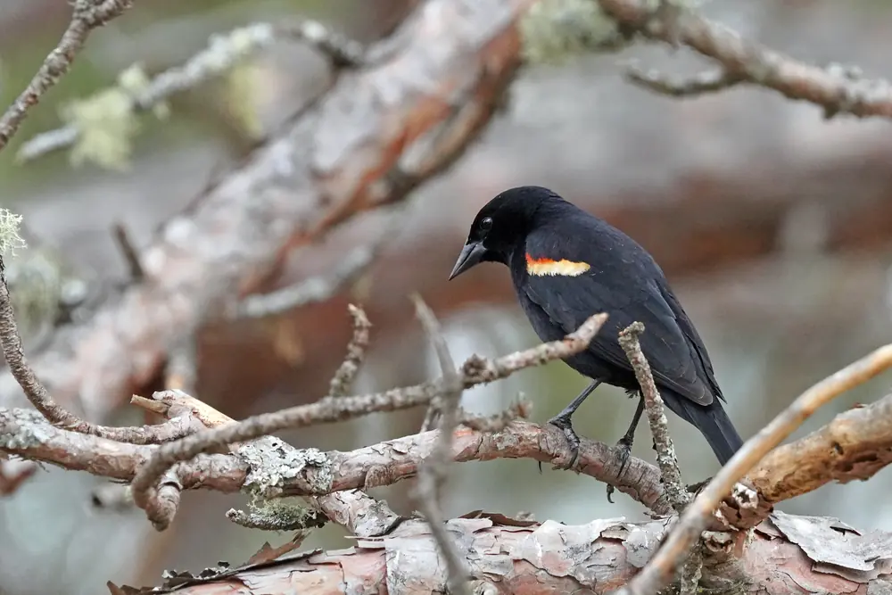 A black bird with red and yellow shoulder patches perched on a bare, lichen-covered pine branch.