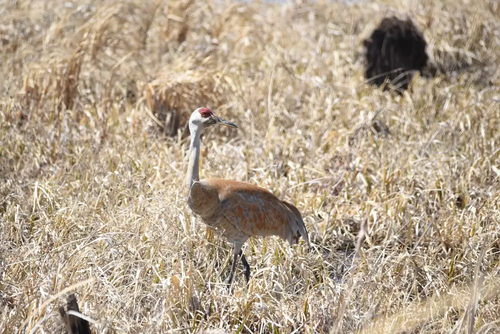 A tall gray crane with a red crown standing in pale dry marsh grass.