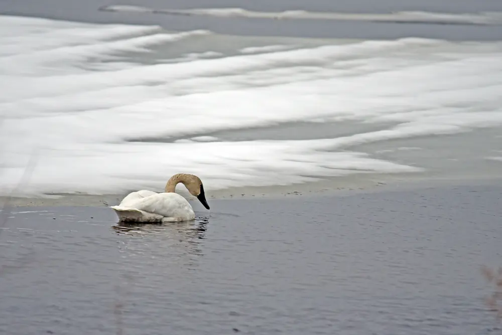A white swan with a black bill floating in a small patch of open dark water bordered by gray ice.