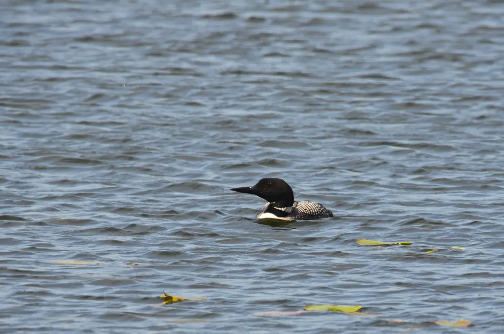 A common loon swimming on calm, rippled water.
