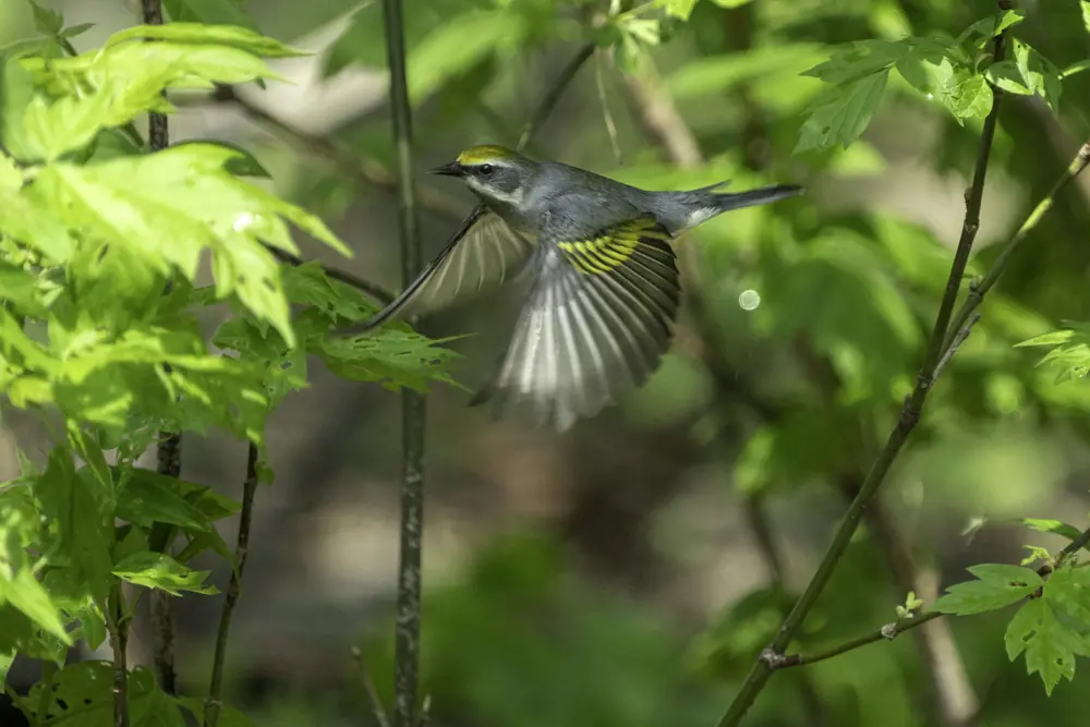 A golden-winged warbler in flight with spread wings among fresh green leaves.