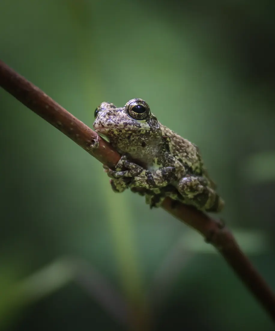 A mottled gray-green treefrog clinging to a thin reddish branch.