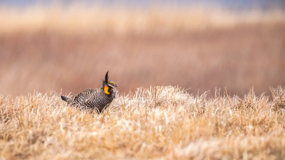 A greater prairie-chicken standing on short grass with orange air sacs inflated on its neck and long feather tufts raised.