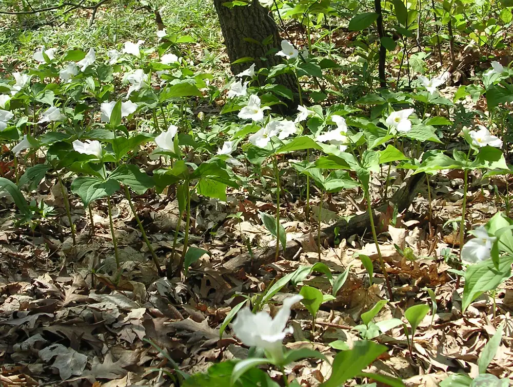 A patch of white three-petaled trillium flowers above whorls of broad green leaves on a woodland floor.