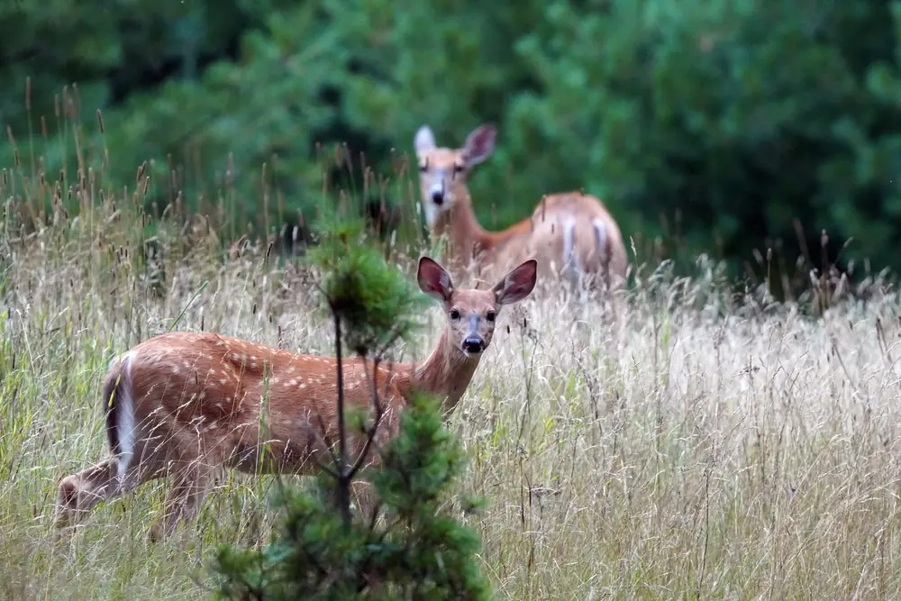 A spotted white-tailed deer fawn standing in green grass next to the doe grazing beside it.