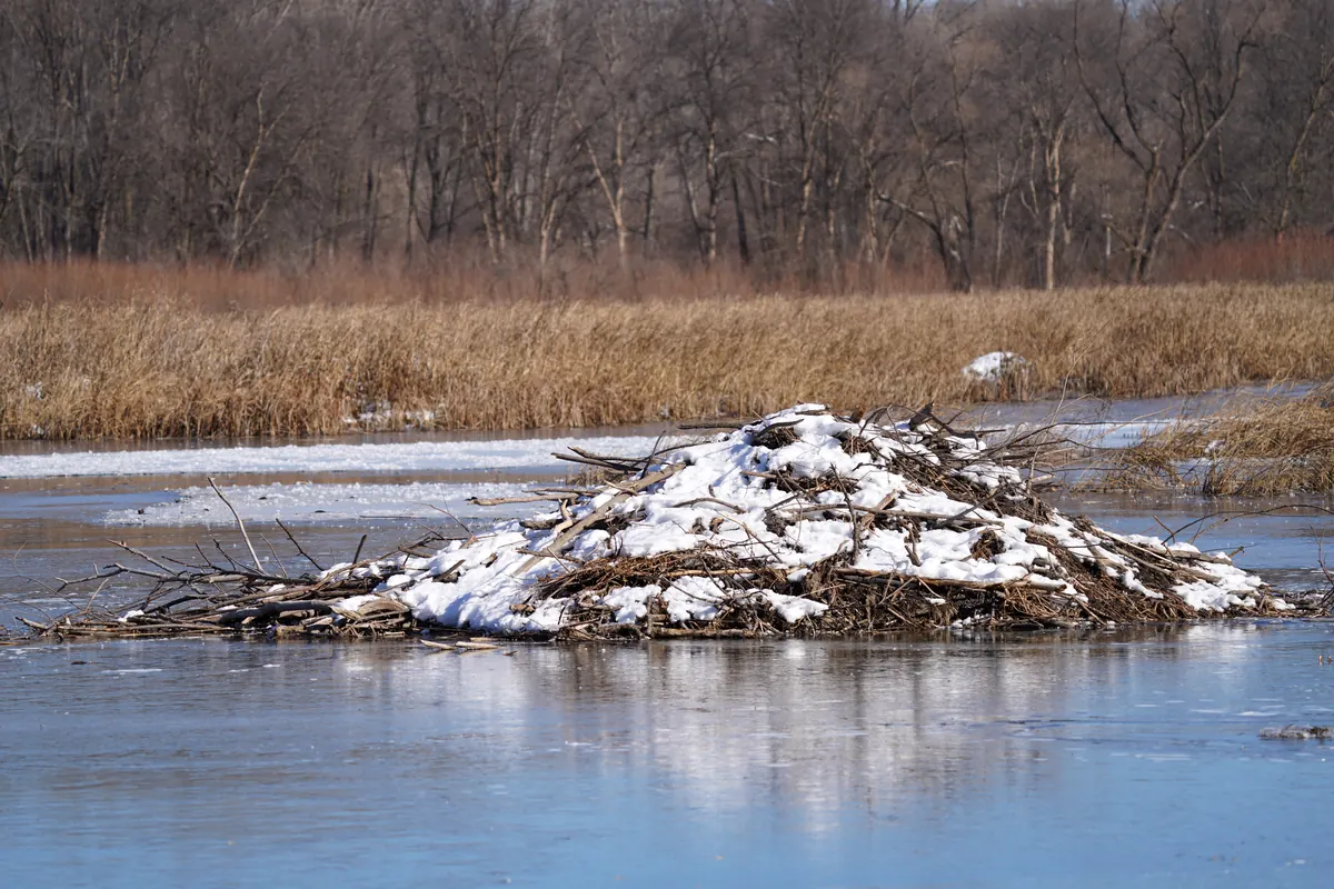 A dome of sticks and mud capped with snow, standing in partly frozen water in front of brown cattails and bare trees.