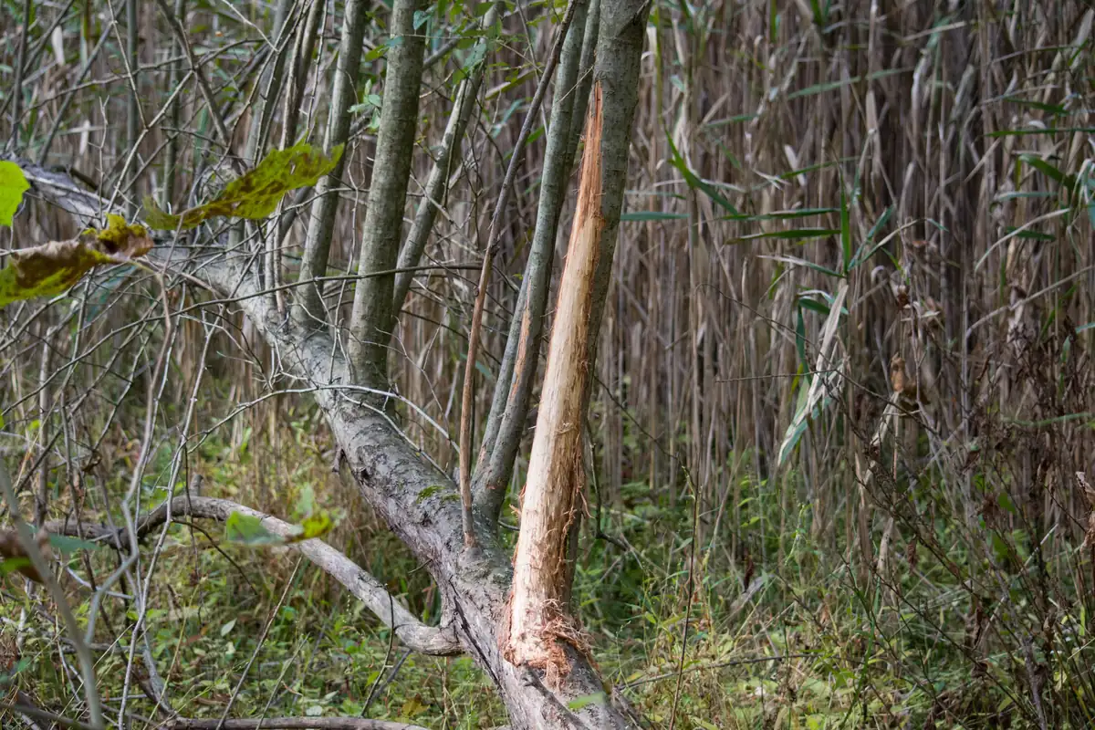 A slender tree trunk with a long strip of bark scraped away, showing pale wood, in a thicket of reeds and saplings.
