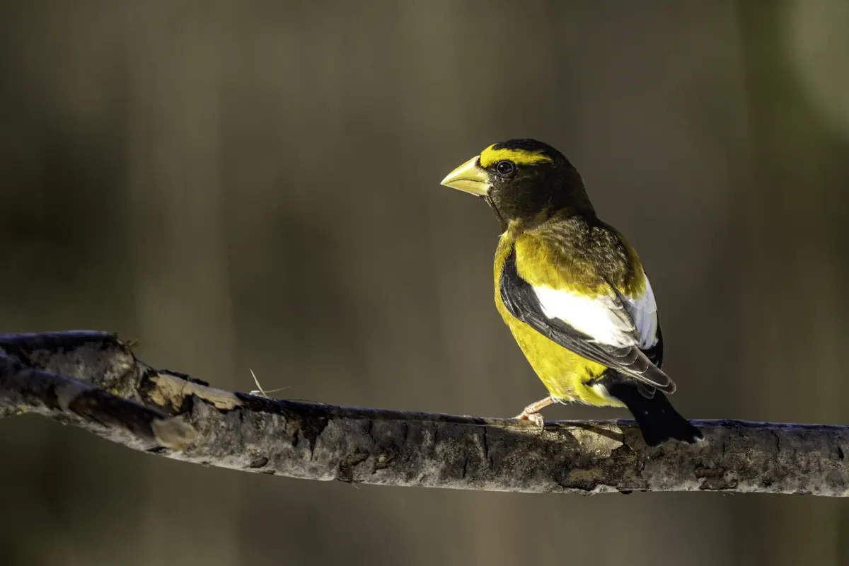 A stocky yellow and black songbird with a thick pale bill and white wing patches perched on a bare branch.