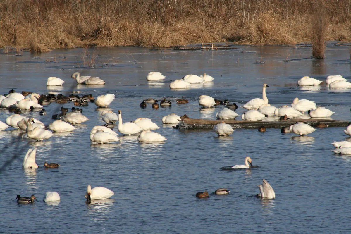 Dozens of white tundra swans and a few dark ducks resting and feeding on calm blue water in front of a brown marsh.