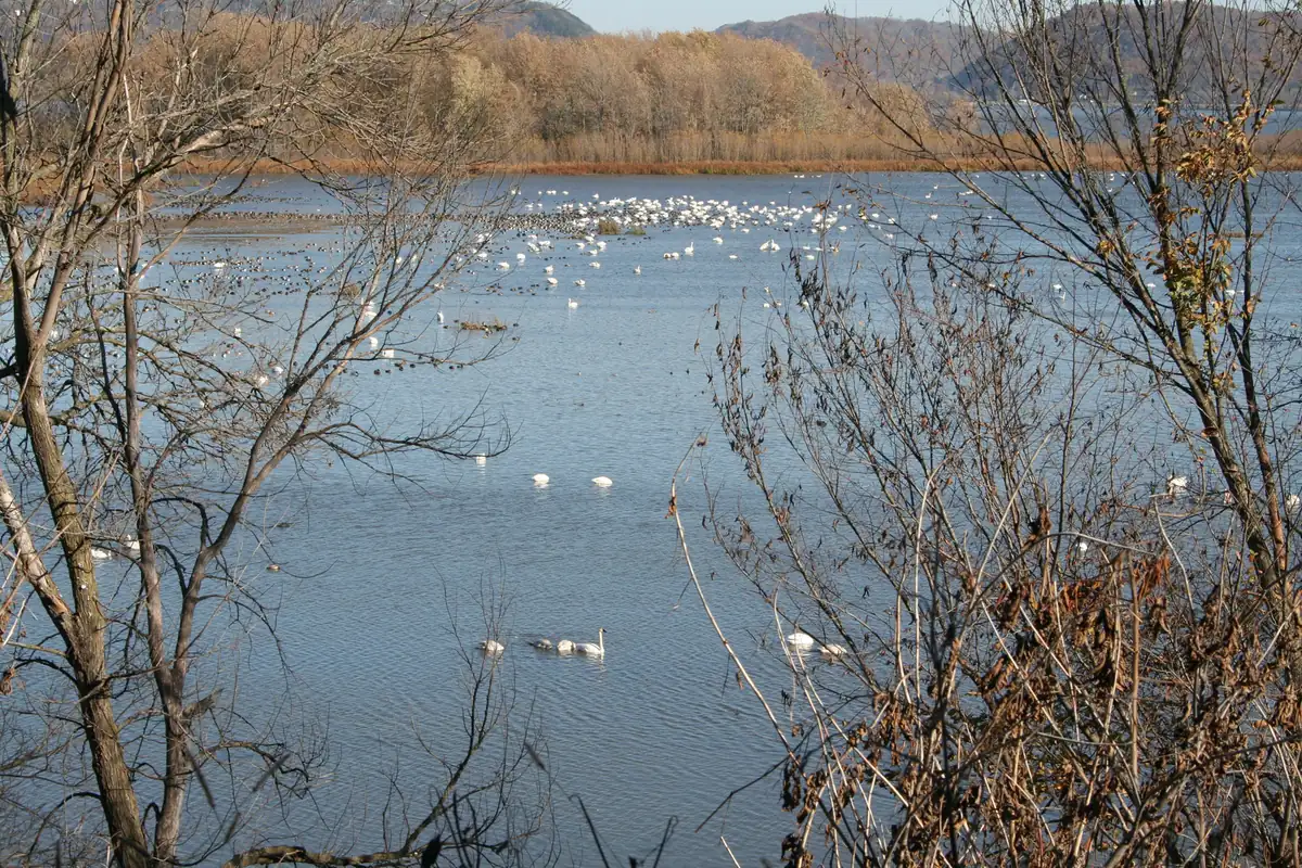 A broad river backwater dotted with white swans, framed by bare shrubs, with wooded bluffs in the distance.