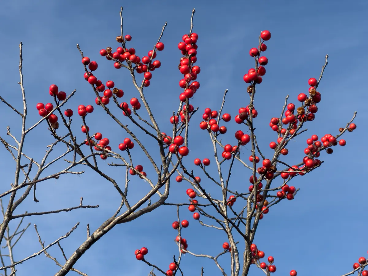 Bare twigs covered in clusters of round bright red berries against a blue sky.