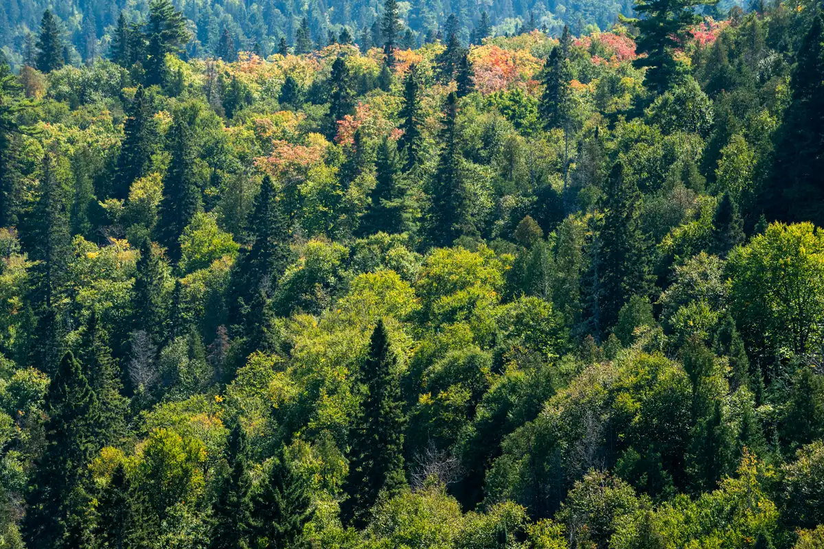 Maples and birches in red, orange and yellow on a forested ridge above Lake Superior, seen from a trail overlook.
