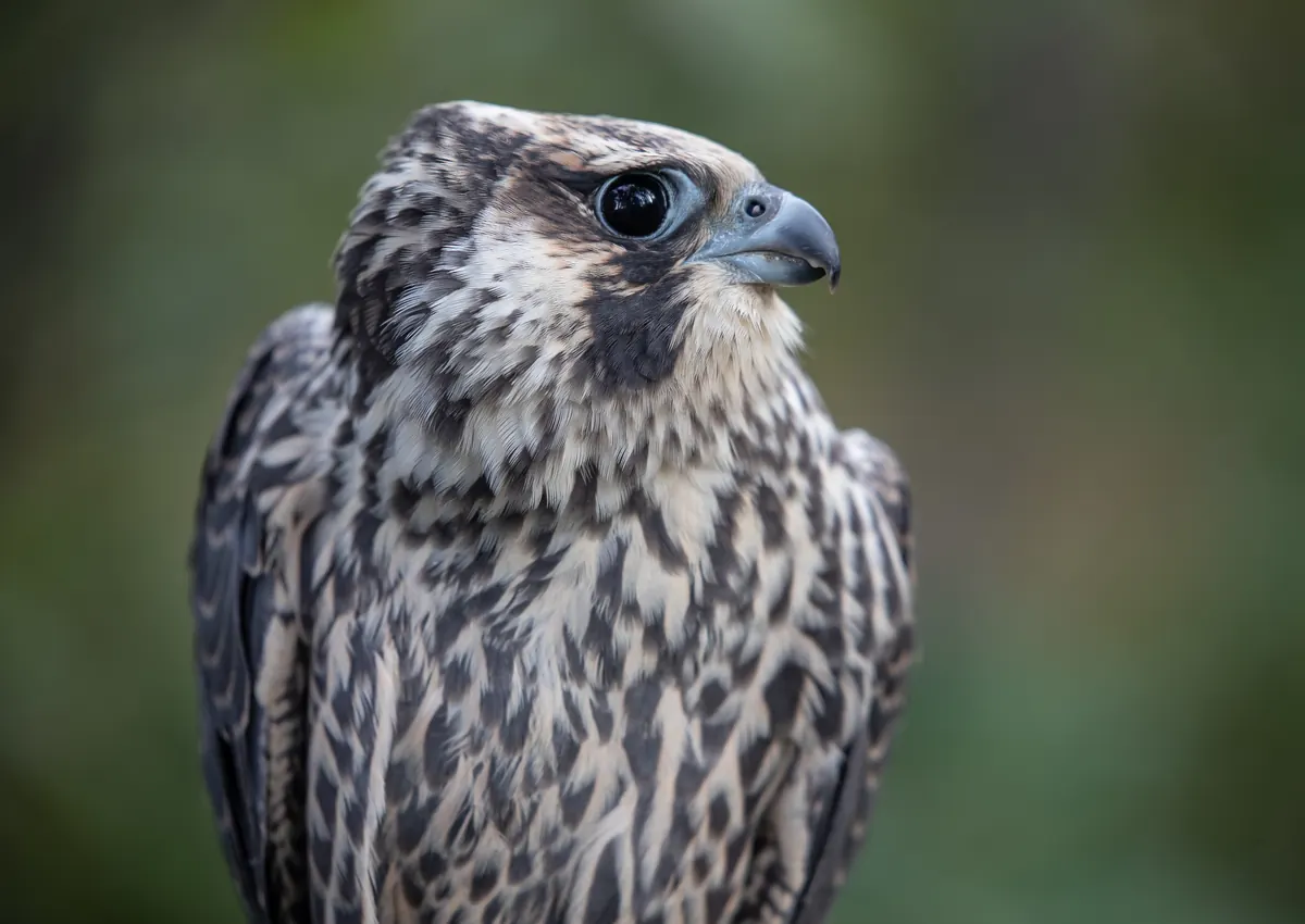 A peregrine falcon with a dark hood and barred underparts in flight against a pale sky.