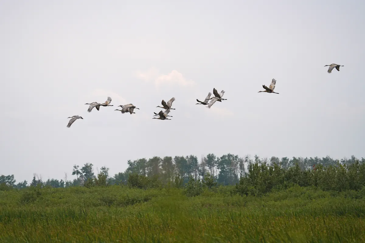 A small group of gray sandhill cranes flying with long necks and legs outstretched.