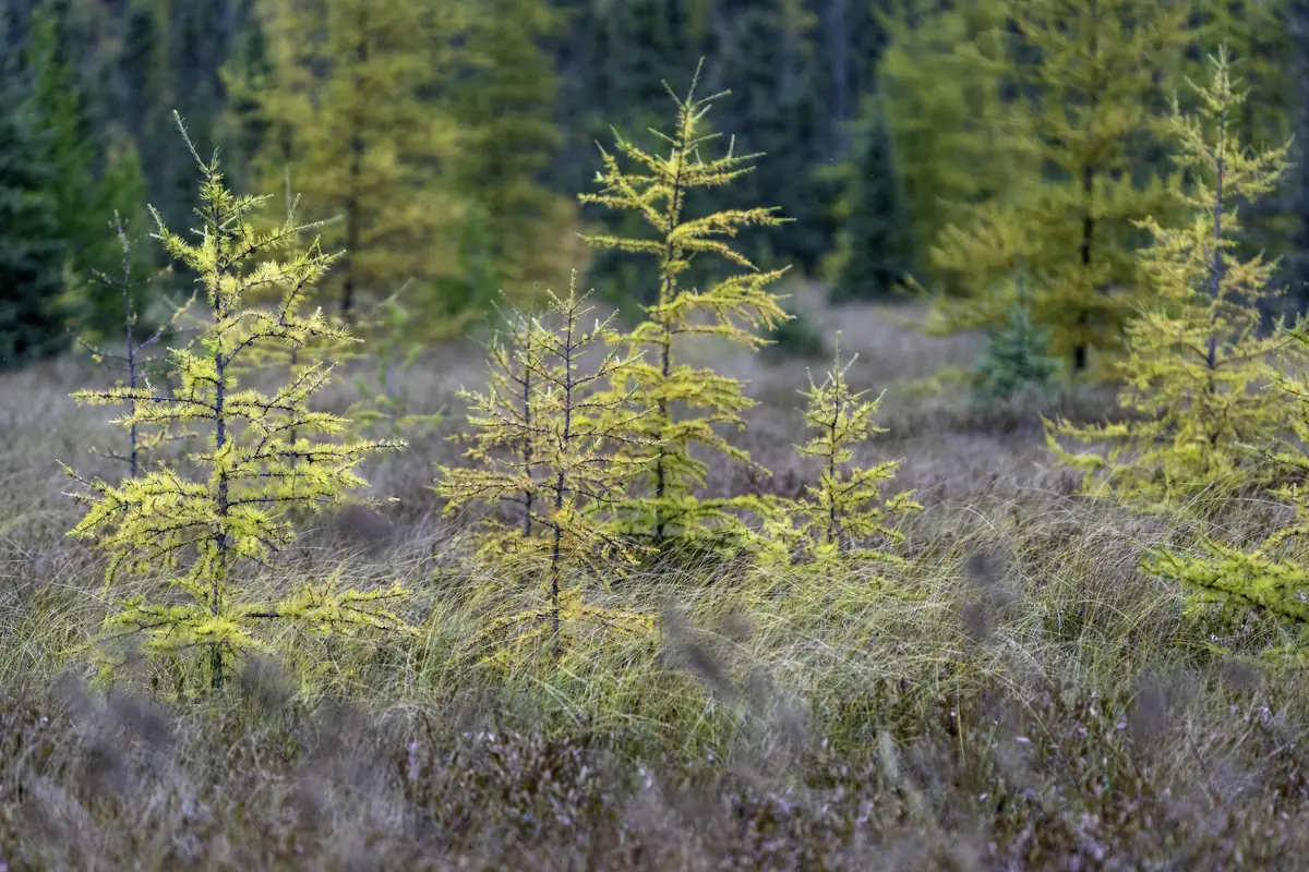 A stand of golden-yellow tamarack trees among dark green spruce along a roadside.