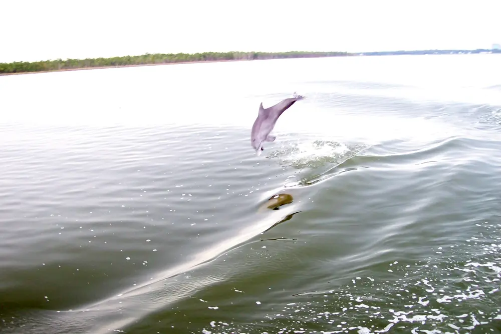 A young bottlenose dolphin leaps from calm gray-green water with a low line of trees on the far shore.