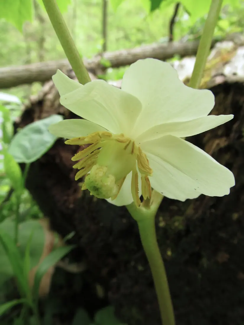 A single pale cream mayapple flower with yellow stamens hangs below broad green leaves in a woodland.