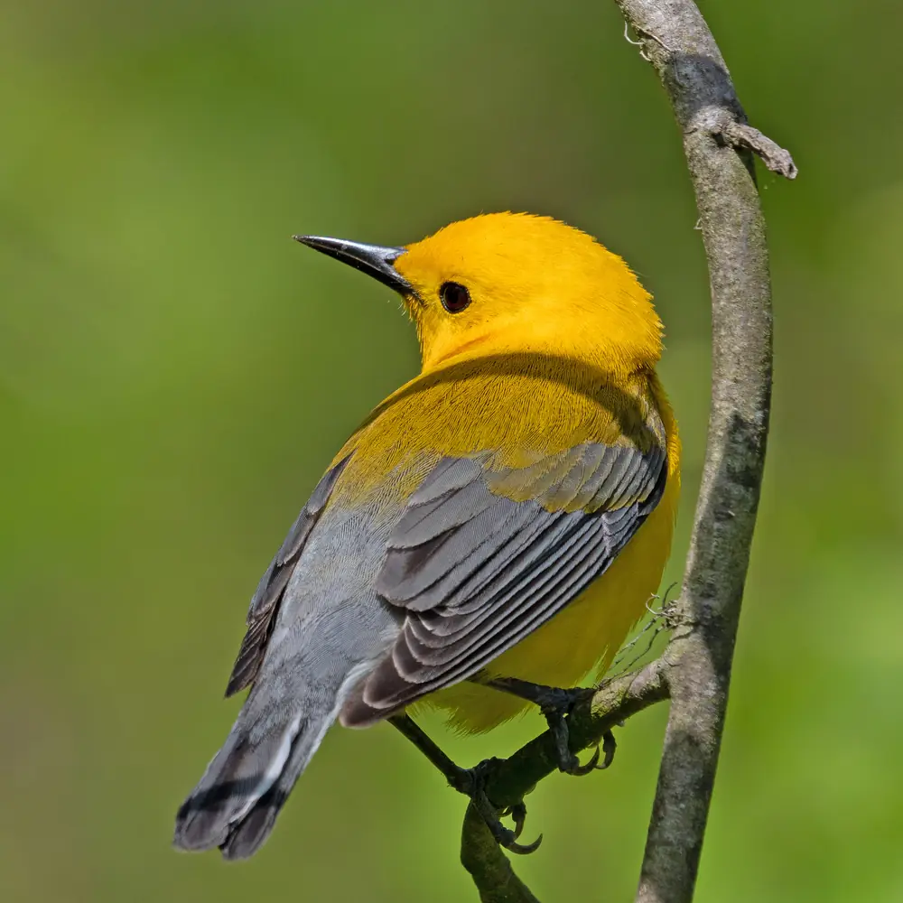 A bright yellow warbler with gray wings and a thin dark bill perches on a slender branch against a soft green background.