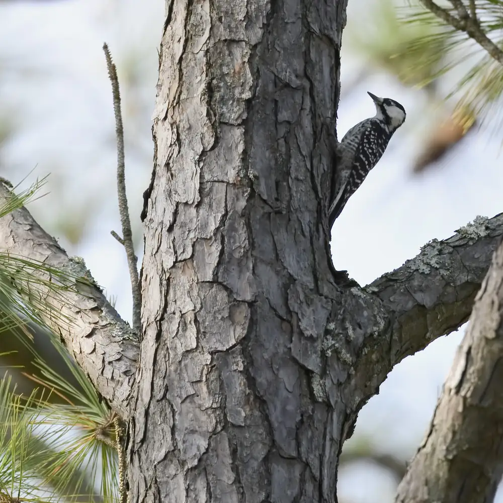 A small black-and-white woodpecker with white cheeks clings to the trunk of a pine tree.