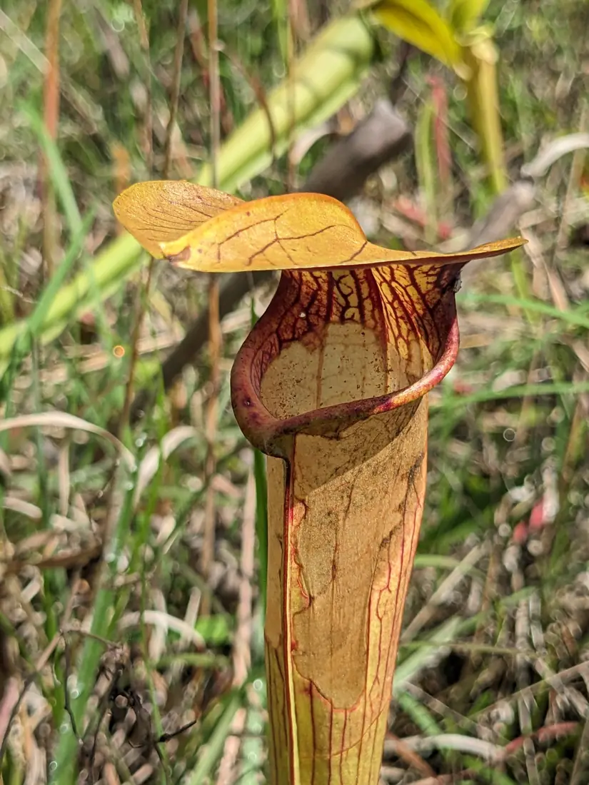 A tall tube-shaped pitcher plant with a rusty-gold hood and red veins stands among dry grasses.