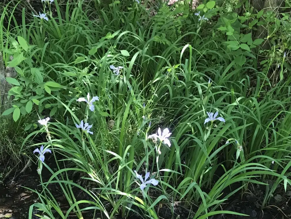 Pale blue iris flowers rise among tall green leaves in a wet, shaded patch beside dark water.