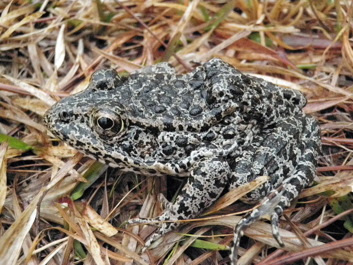 A stocky dark gray frog covered in black spots and warts, sitting among dry pine needles and grass.