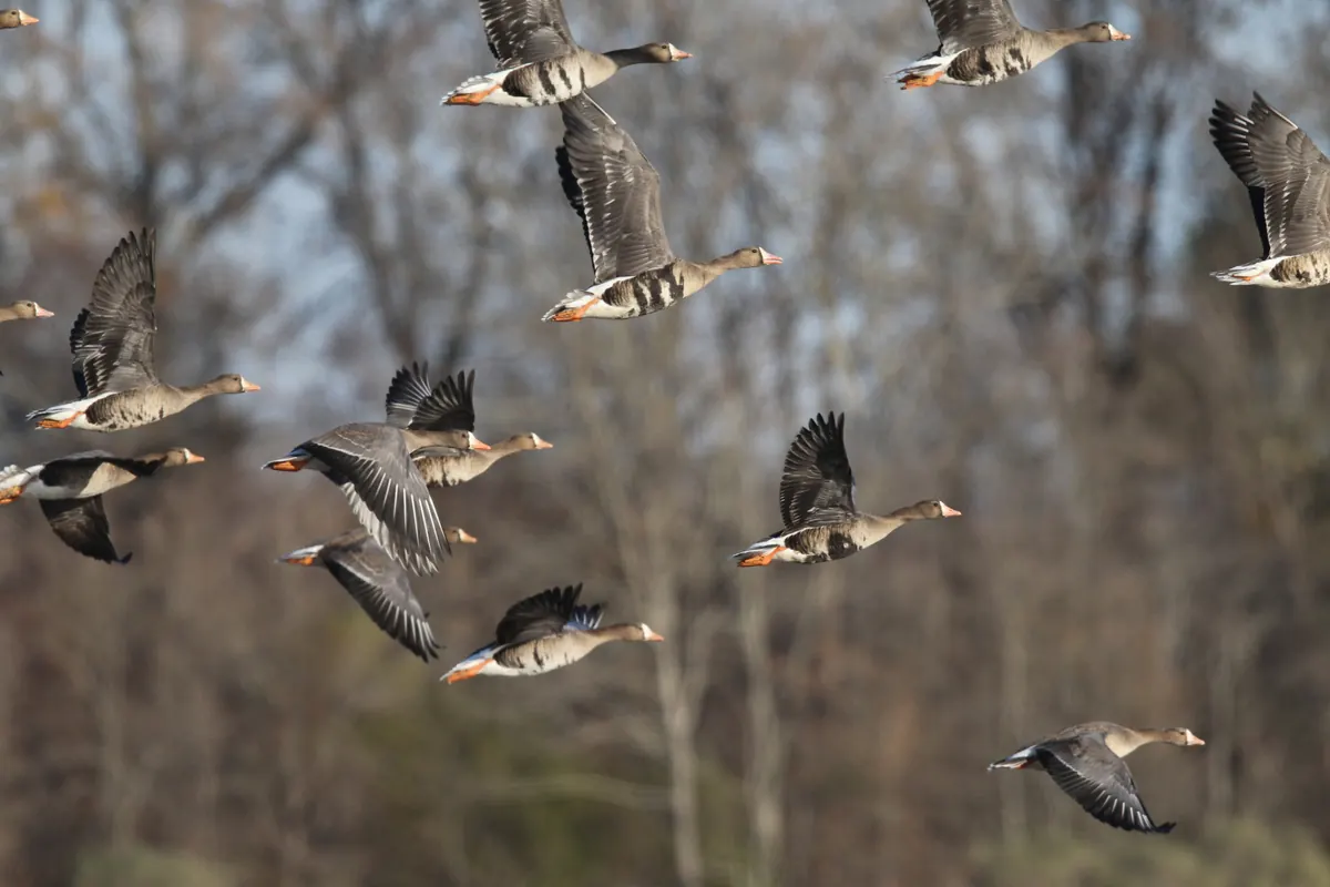 A dozen gray-brown geese with white faces at the base of the bill and orange legs flying in front of a bare winter woodland.