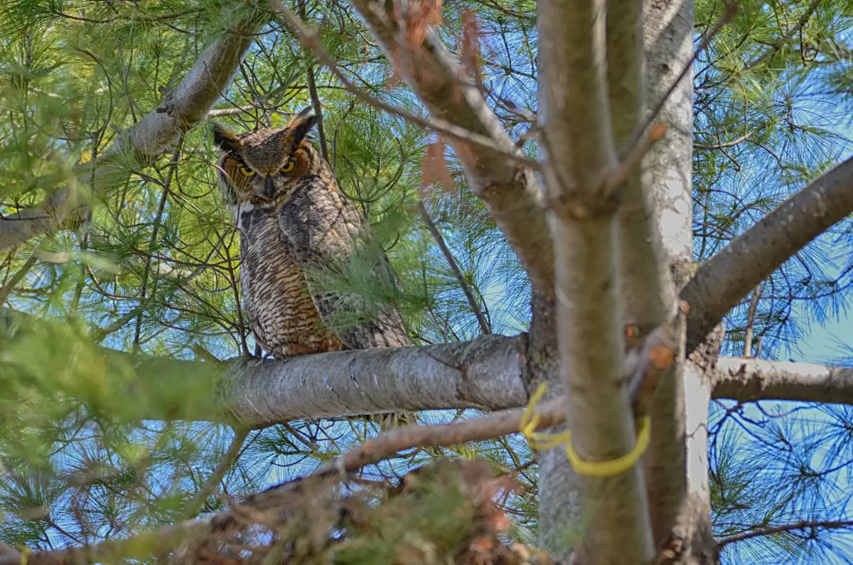 A brown great horned owl with ear tufts and yellow eyes perched on a pine branch among green needles.