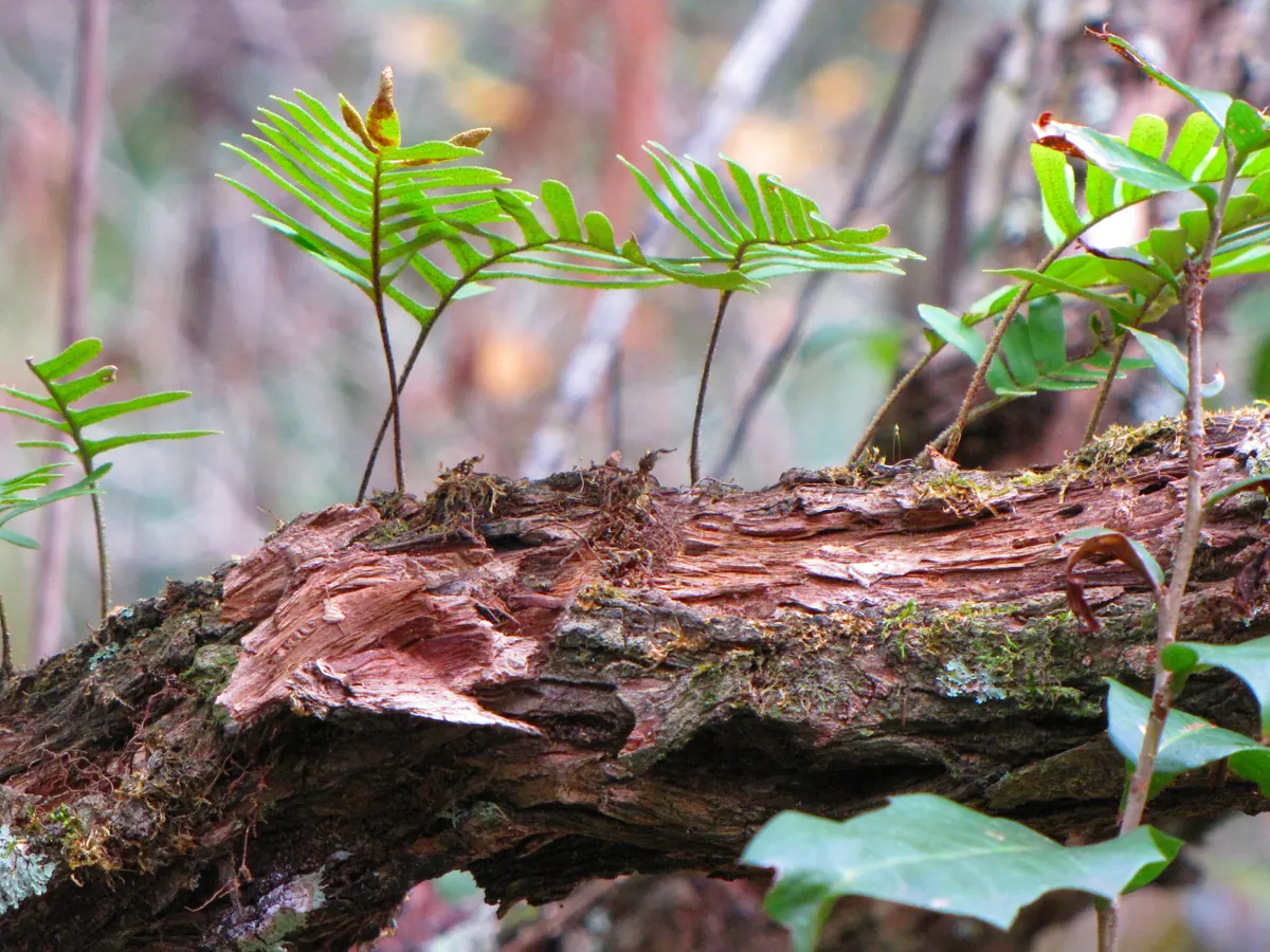 Green, finely divided fern fronds standing up from a mossy, bark-covered branch in a woodland.