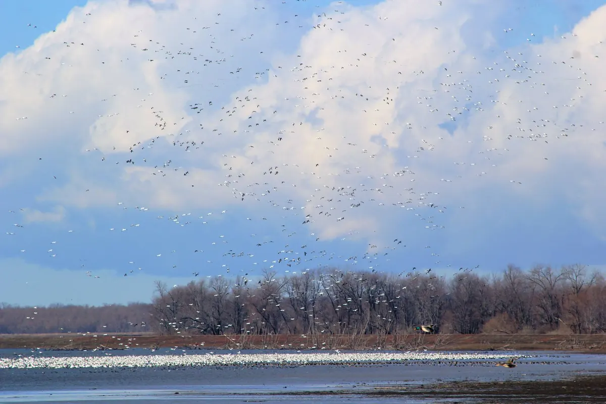 A huge flock of white snow geese lifting off a shallow wetland in front of bare winter trees under a blue sky with white clouds.