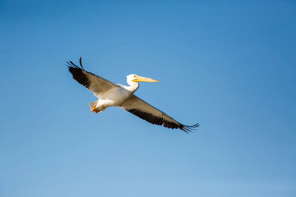 An American white pelican with black wingtips gliding against a clear blue sky