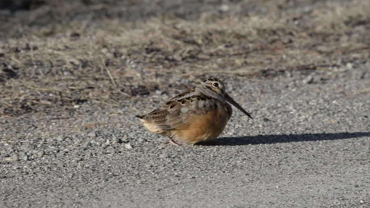 A plump, long-billed woodcock with a buff breast and mottled brown back standing on a gravel road edge beside dry, matted grass in low sunlight.
