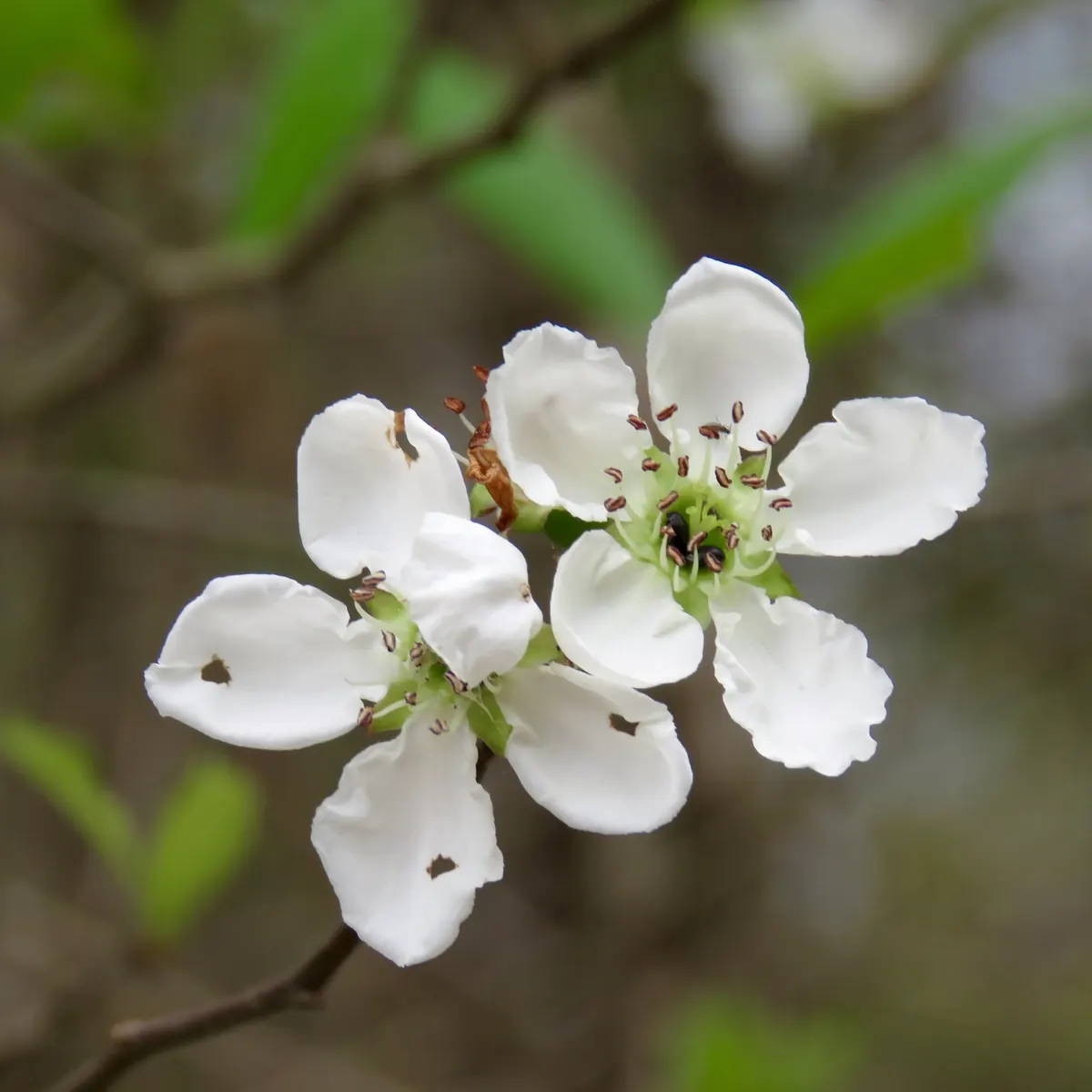 Close view of two white five-petaled flowers with green centers and dark-tipped stamens on a thin twig, against a blurred woodland background.