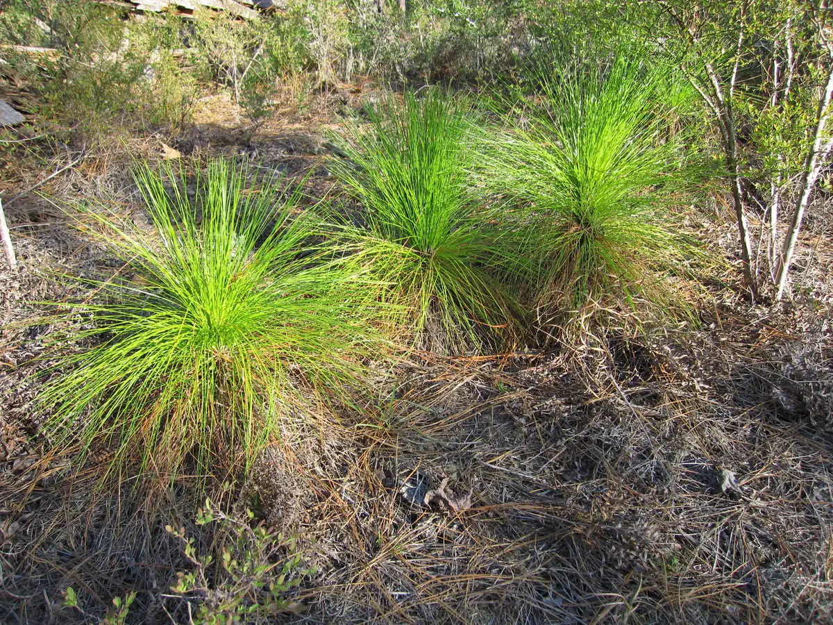 Several tufts of long green longleaf pine needles growing straight from the ground like clumps of grass