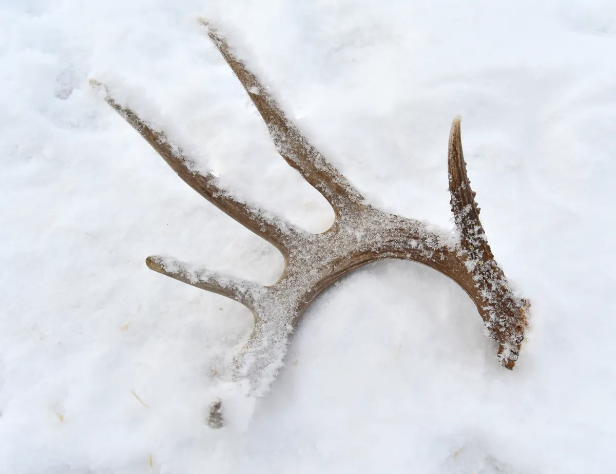 A single brown white-tailed deer antler with four tines lying on fresh snow, dusted with snow crystals.