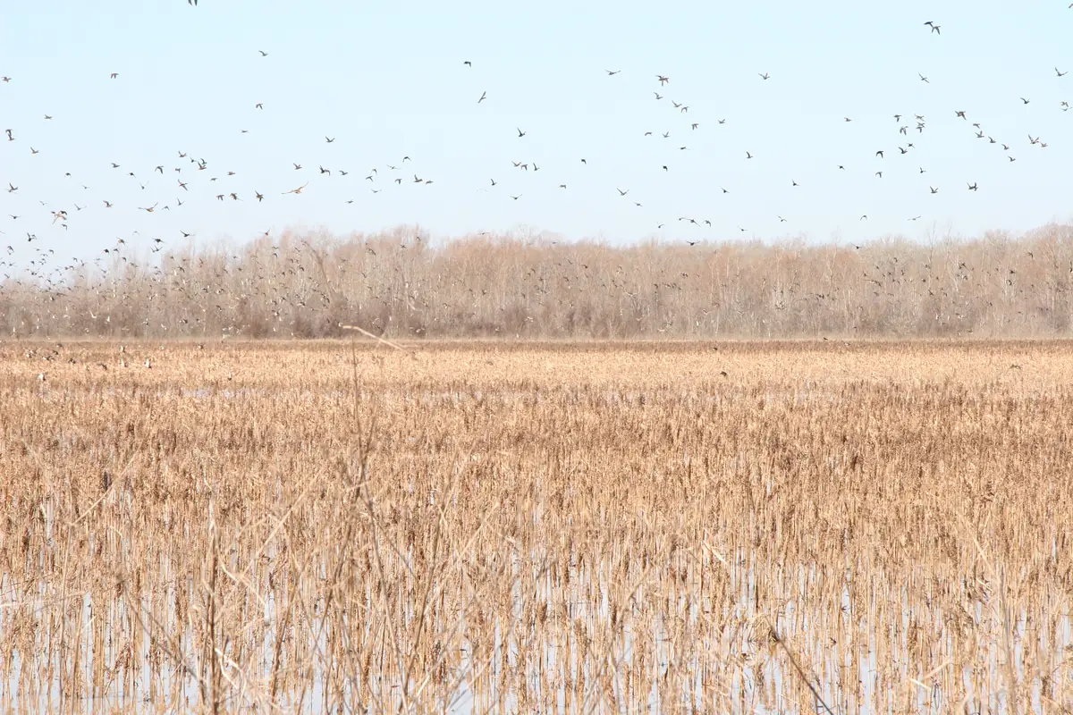 Hundreds of ducks and geese in flight over a flooded field of tan, dead stalks, with a line of bare winter trees on the horizon under a pale blue sky.