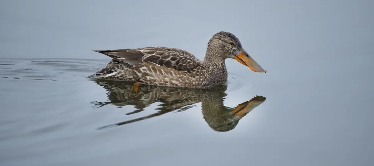 A brown female northern shoveler with an oversized spoon-shaped orange bill swimming on calm gray water
