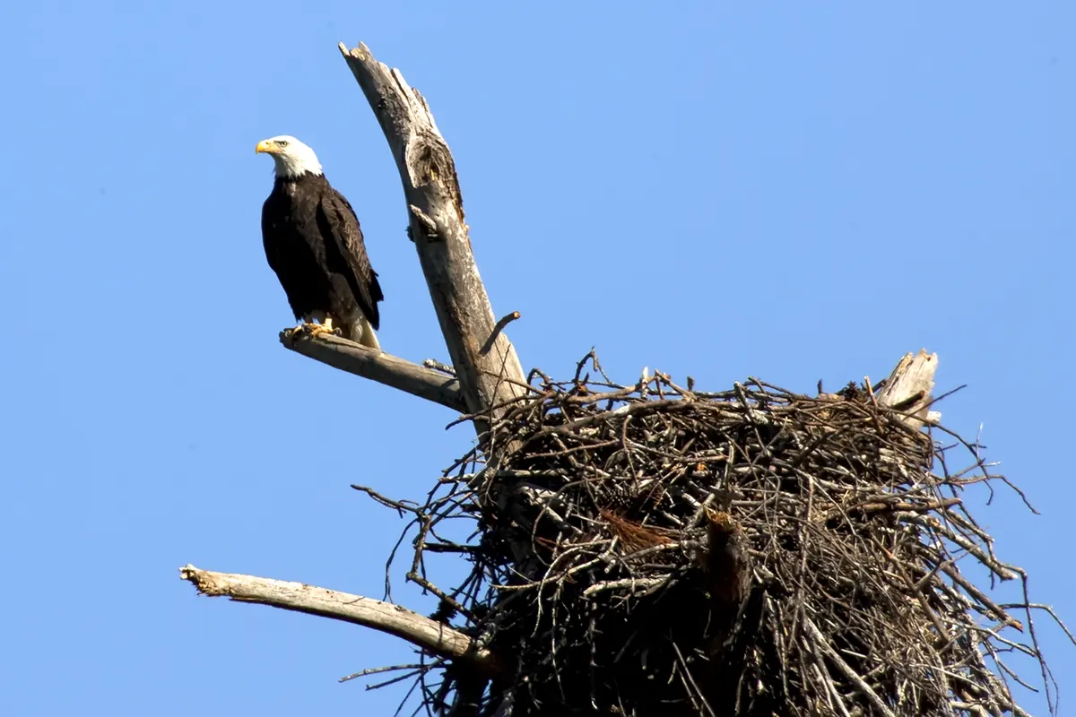 An adult bald eagle with a white head perched on a dead branch beside a huge nest of sticks at the top of a snag, against a clear blue sky.