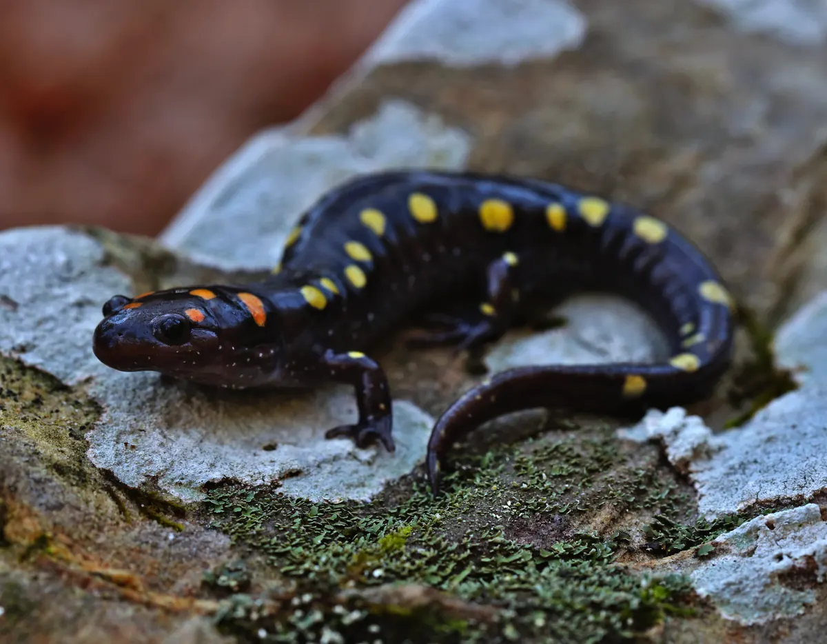 A black spotted salamander with two rows of yellow spots resting on a lichen-covered rock