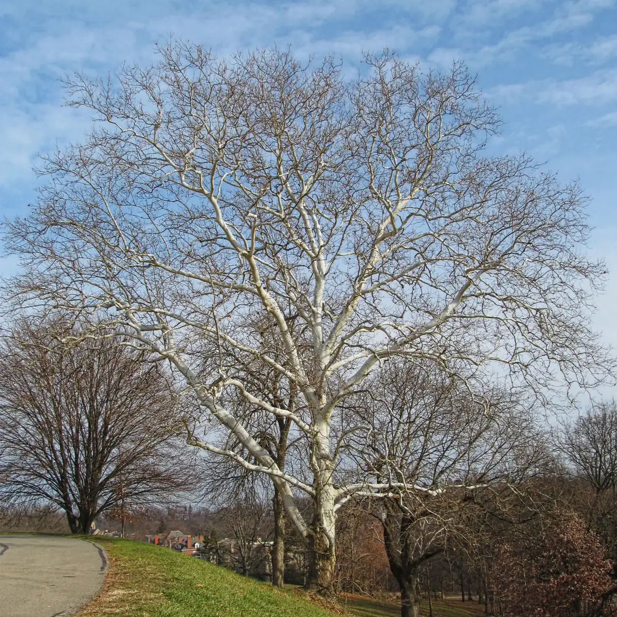 A large leafless sycamore with bright white upper limbs against a blue winter sky