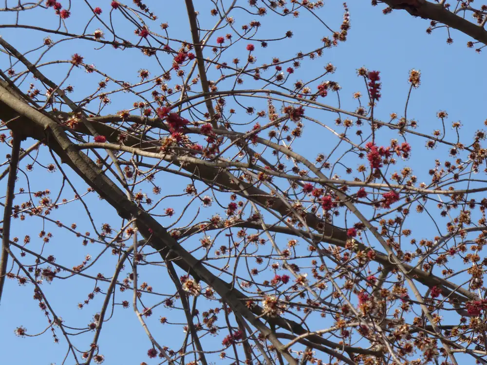 Bare red maple twigs bear clusters of small red flowers against a blue sky.